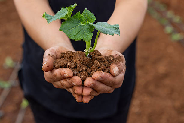 Yunnan Yuntianhua Co., Ltd. Compound Fertilizer